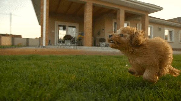 A small fluffy brown puppy is energetically running across a green lawn in front of a house with a large porch. The puppy's ears are flopping as it runs, looking playful and happy.